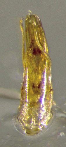 Bathysciola sp.